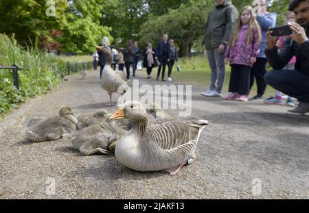 Greylag Goose (Anser anser) Familie mit Gänsen, sitzt auf dem Weg in St James's Park, London UK. Mai Stockfoto