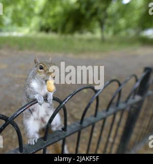 Graues Eichhörnchen (Eastern Grey Squirrel / Grey Squirrel) Sciurus carolinensis mit einer Affenmutter / Erdnuss im St James's Park, London, Großbritannien, Stockfoto