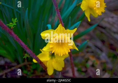 Schönes Bild einer Narcissus-Blume. Eine im Fokus zwei unscharf blühende Blüten umgeben von Dornen im Wald Stockfoto