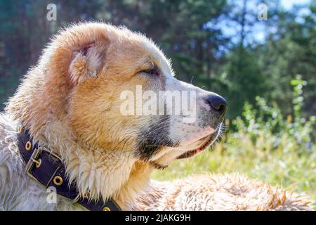 Central Asian Shepherd Dog, Alabay oder Alabai ist ein Tierschutzhund Rasse. Nahaufnahme. Hochformat Stockfoto