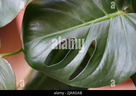 Grüne tropische Blätter Monstera, Palmen, Farn und Zierpflanzen Hintergrund. Stockfoto