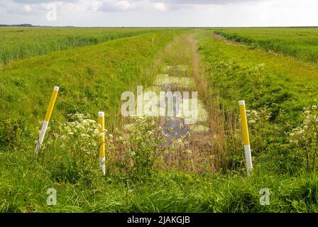 Entwässerungsgraben auf der Tiefebene von Butley-Sümpfen, Suffolk, England, Großbritannien Stockfoto