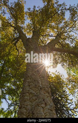 Kork-Eiche Quercus Suber Stockfoto