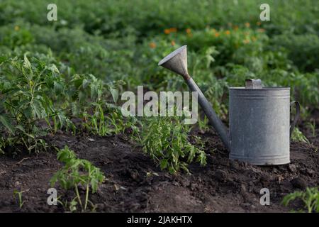 Gießkannen und Tomatensämlinge im Garten Stockfoto