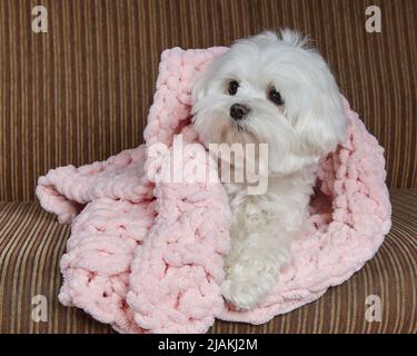 Entzückender kleiner Hund in einer rosa Decke gewickelt Stockfoto