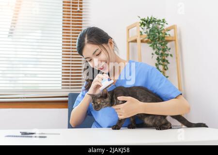 PET Salon Konzept, Tierärztin verwenden Kämmen Haarbürste, um Bürsten Fell der Katze im Salon. Stockfoto