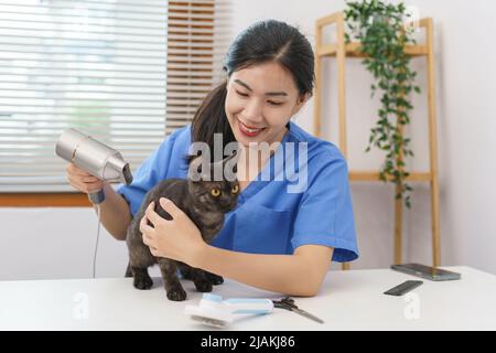 Haustiersalon-Konzept, Tierärztin mit Fön auf der Katze im Salon. Stockfoto