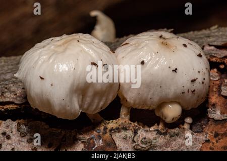 Zwei große weiße, nicht essbare Pilze, die im Frühjahr auf einem Baumstamm im Wald wachsen Stockfoto