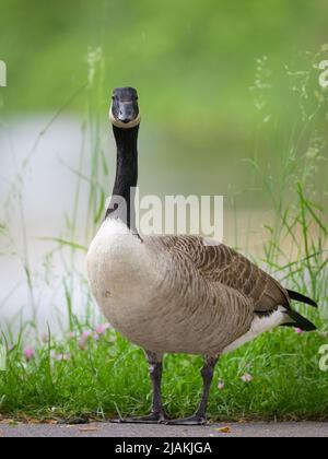 Porträt einer Kanadagans auf einer Wiese, Regentag im Frühling, Wien (Österreich) Stockfoto