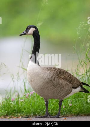 Porträt einer Kanadagans auf einer Wiese, Regentag im Frühling, Wien (Österreich) Stockfoto