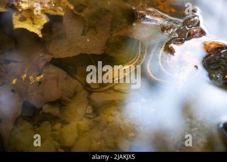 Eine Strumpfnatter Thamnophis sirtalis am Fuße eines Pennsylvania-Baches durch Herbstblätter mit blauem Himmel und Wolken, die sich im Wasser spiegeln. Stockfoto