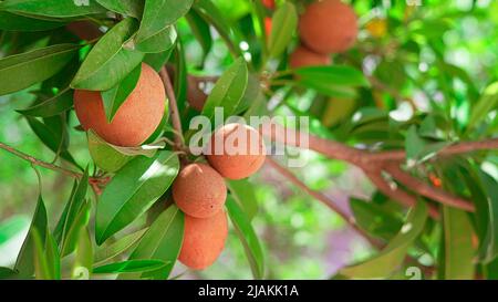 Frische Sapodilla-Frucht für gesunde. Chikoo-Frucht hat einen süßen Geschmack auf Sapodilla-Baum mit grünen Blättern Stockfoto