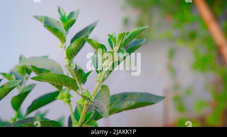 Ashwagandha Pflanze mit frischen Blättern, auch bekannt als Withania Somnifera, Ashwagandha, Indian Ginseng, Poison Gooseberry oder Winter Cherry. Stockfoto