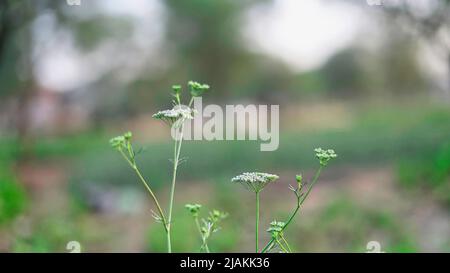 Neu wachsender Koriander, frische Früchte und weiße Blumen auf der Pflanze im Garten. Koriander blüht im Garten Stockfoto