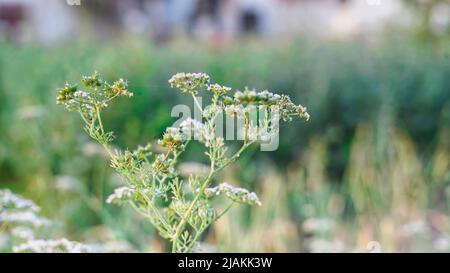 Neu wachsender Koriander, frische Früchte und weiße Blumen auf der Pflanze im Garten. Koriander blüht im Garten Stockfoto