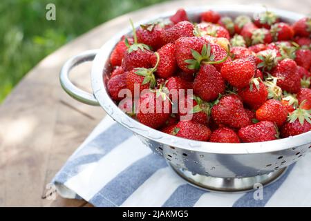 Sieb mit Erdbeeren im Garten. Lecker und gesund im Sommer Stockfoto