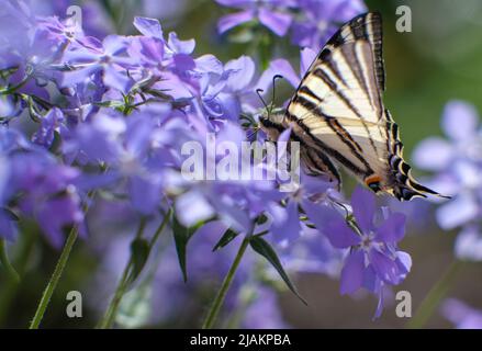 Phlox suulieren. Schöne rosa Pflanze mit dichter Blüte. Teppichblumen. Stockfoto