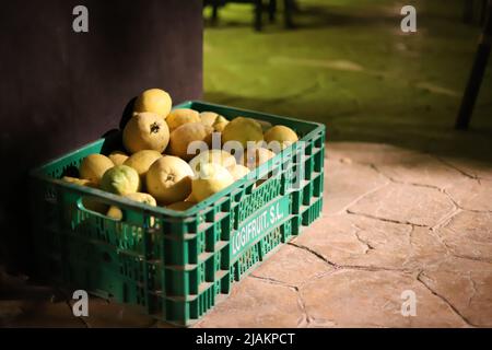 Grüner Korb voller Zitronen Stockfoto