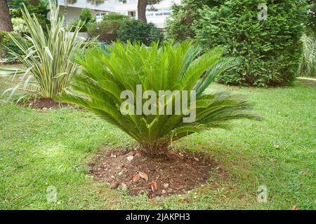 Palmenpflanze von Cycas, die in einem Rasengarten gepflanzt wurde Stockfoto