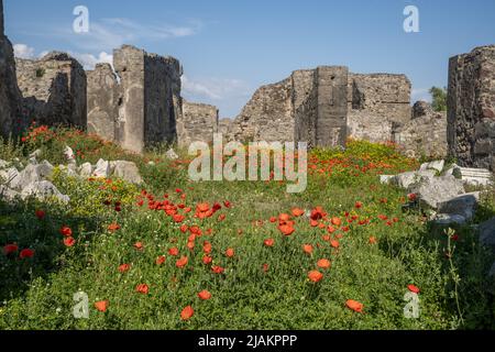 Blühende rote Mohnblumen auf den Ruinen des antiken Pompeji Stockfoto