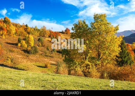 karpaten ländliche Landschaft im Herbst. Schöne bergige Landschaft im Abendlicht. Bäume in bunten Laub auf einem grasbewachsenen Hügel Stockfoto