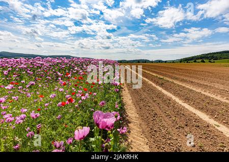 Landwirtschaftliches Mohnfeld. Eine Hälfte bereits geerntet und leer. Stockfoto