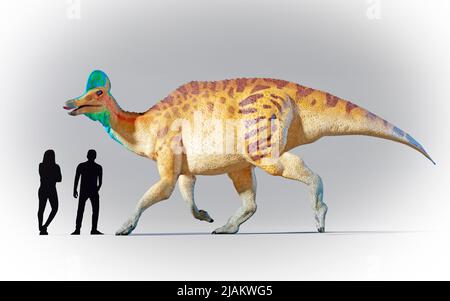 Menschen im Vergleich zu Corythosaurus Stockfoto