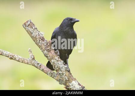 Aas-Krähe (Corvus corone) thront auf einem toten Ast Stockfoto