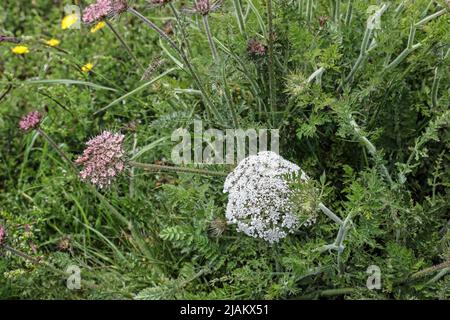 Wild Carrot, eine weiße Umbraflora, auf der Klippe von Hannafore, West Looe Cornwall. Stockfoto