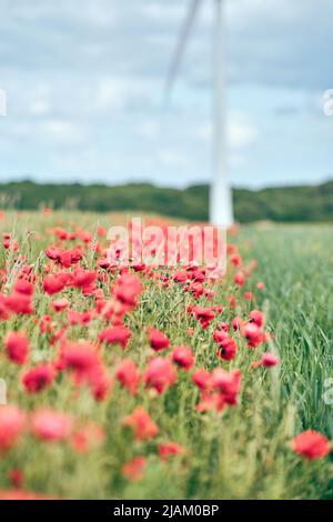 Rote Mohnblumen auf einem Feld in Deutschland. Hochwertige Fotos Stockfoto