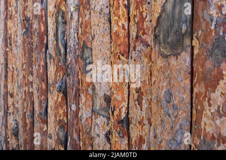 Zaun aus unbehandelter brauner Kiefernholz senkrechte Bretter mit Rinde als natürlicher Hintergrund oder Tapeten. Selektiver Fokus. Horizontale Ausrichtung. Stockfoto