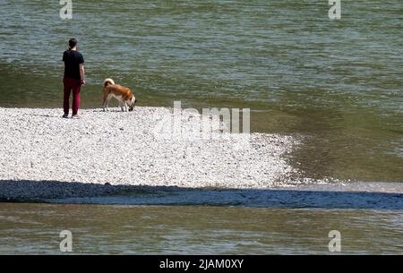 München, Deutschland. 31.. Mai 2022. Ein Mann steht mit seinem Hund auf einem Kiesufer an der Isar. Quelle: Sven Hoppe/dpa/Alamy Live News Stockfoto