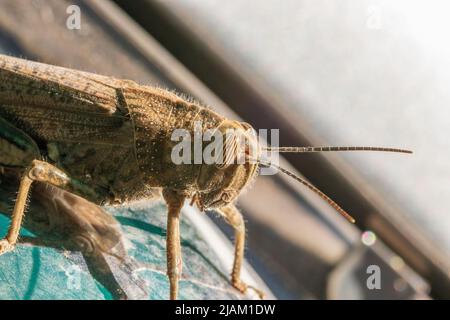 Anacridium aegyptium, Egyptian Bird Grasshopper Stockfoto