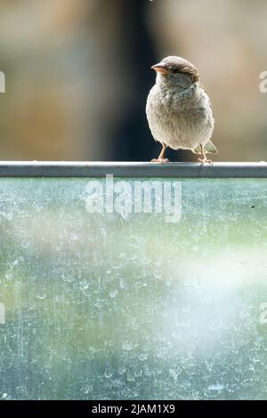 Brauner Sperling auf einem Drahtseil. Kleiner singvögel mit schönem Gefieder. Der Sperling ist ein gefährdeter Vogel. Aufgenommen in Deutschland Stockfoto