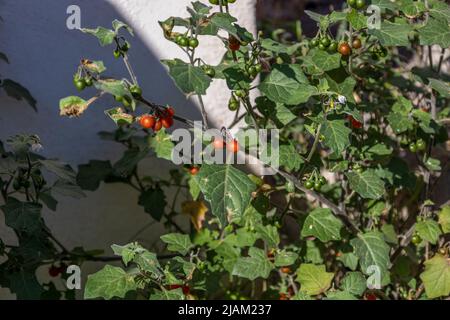 Solanum villosum, Hairy Nachtschattenpflanze mit roten Beeren Stockfoto