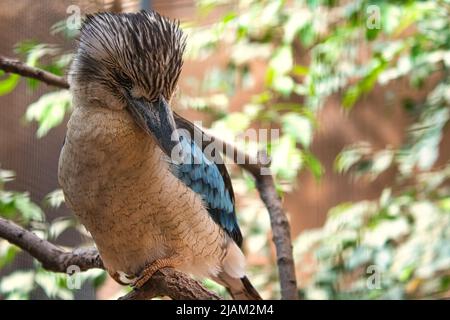 Lachender hans auf einem Zweig. Schönes buntes Gefieder des australischen Vogels. Interessante Beobachtung des Tieres. Tieraufnahmen in deutschland Stockfoto