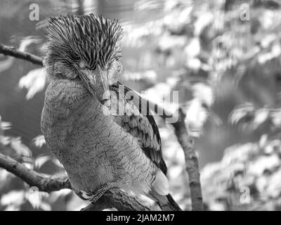 Lachender Hans in Schwarz und Weiß. Auf einem Ast. Schönes buntes Gefieder des australischen Vogels. Interessante Beobachtung des Tieres. Tierfotos Stockfoto