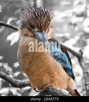 Lachender hans auf einem Zweig. Schönes buntes Gefieder des australischen Vogels. Interessante Beobachtung des Tieres. Tieraufnahmen in deutschland Stockfoto