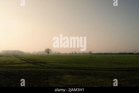 Sonnenaufgang über einem gepflügten Feld mit Traktorspuren und Gänsefütterung und einem Baum am Horizont an einem bunten, nebligen Morgen in Beverley, Großbritannien. Stockfoto