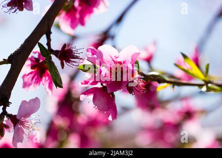 Nahaufnahme der Pfirsichblüte auf den Feldern und Wiesen Stockfoto