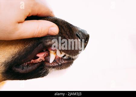 Mongrel Hundezähne mit Hohlräumen aus der Nähe. Überprüfung der Hundezähne. Pflege der Hundezähne aus nächster Nähe. Öffnen Sie den Mund des Hundes Stockfoto