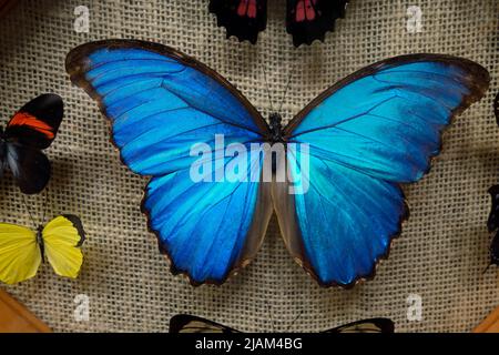 Blaue morpho Butterfly Stockfoto