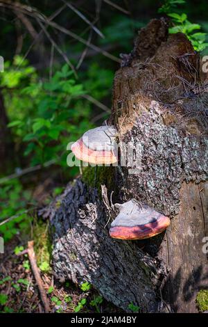 Chaga wächst auf einem Stumpf an einem sonnigen Tag Nahaufnahme Stockfoto