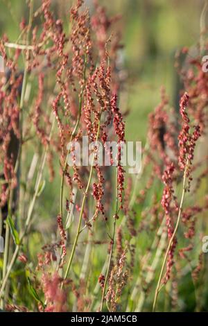 Rumex acetosa, gewöhnlicher Sauerampfer Stockfoto