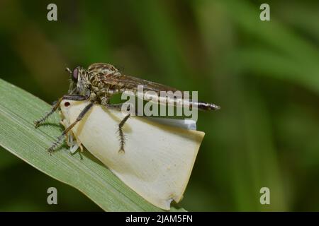 Eine Raubfliege, die einen Planthopper als Beute fängt. Stockfoto