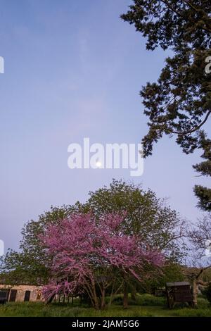 Cercis siliquastrum, der Judas-Baum, rosa Blüte im Frühsommer Stockfoto