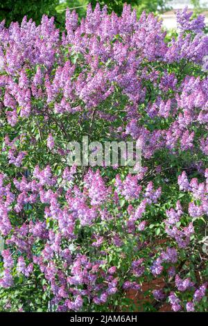 Fliederzweige und Blumen füllen den gesamten Rahmen Stockfoto