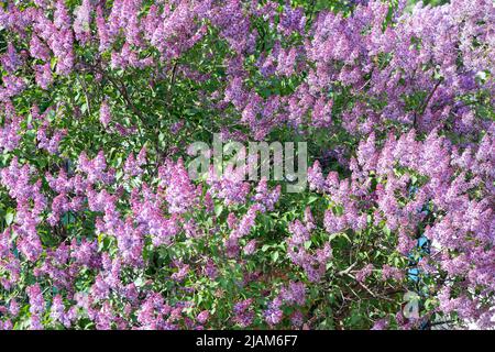 Fliederzweige und Blumen füllen den gesamten Rahmen Stockfoto