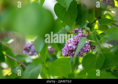 Lila Flieder blüht auf den Zweigen. Makrofotografie. Stockfoto