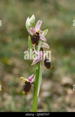 Die Bienenorchidee von Bertoloni in voller Blüte, Ophrys bertolonii, Orchidaceae Stockfoto